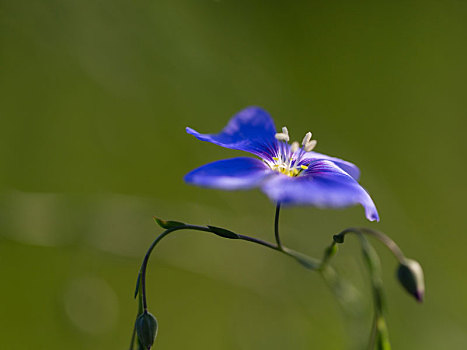 亚麻花