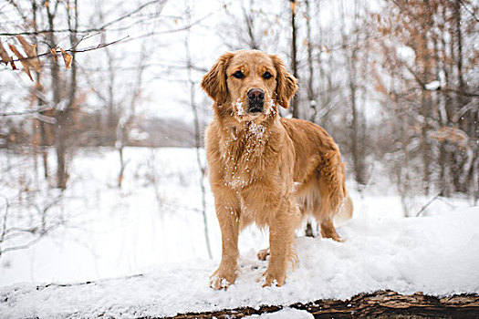 金毛猎犬,站立,登录,积雪,木头