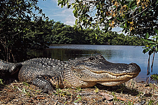 美国短吻鳄,黑鸭,湾,水塘,大沼泽地国家公园,佛罗里达,美国