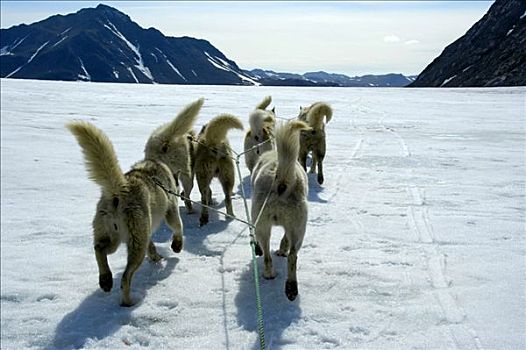 雪橇,狗,尾部,跑,冰河