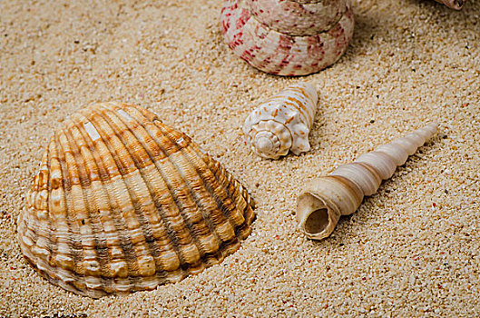 海螺壳,贝壳,沙滩