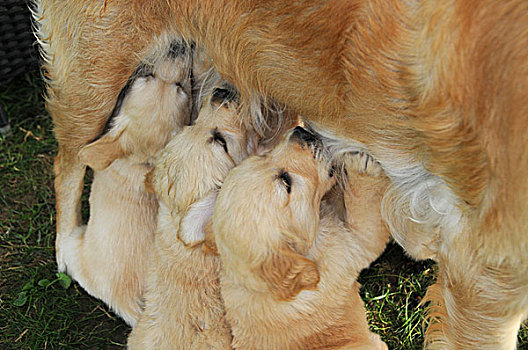 金毛猎犬,护理,狗,小狗,花园