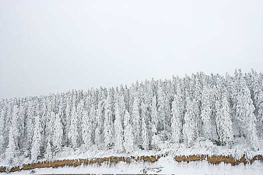 重庆武隆仙女山雪景