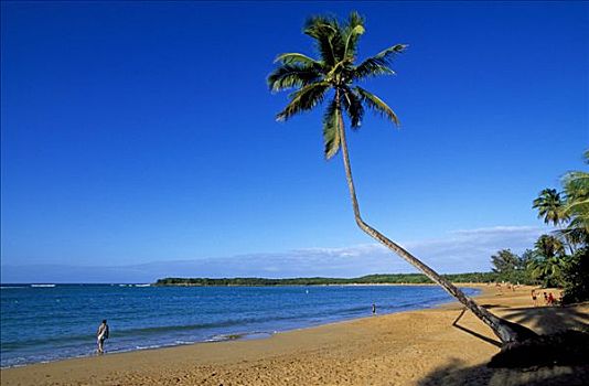 海滩,棕榈树,靠近,波多黎各,加勒比海