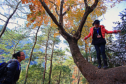 游客,古树,山路