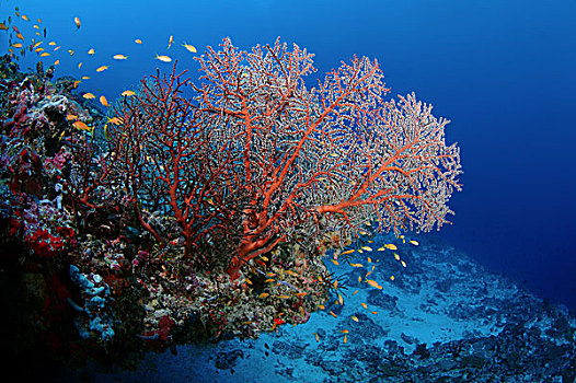 软珊瑚,印度洋,马尔代夫,亚洲