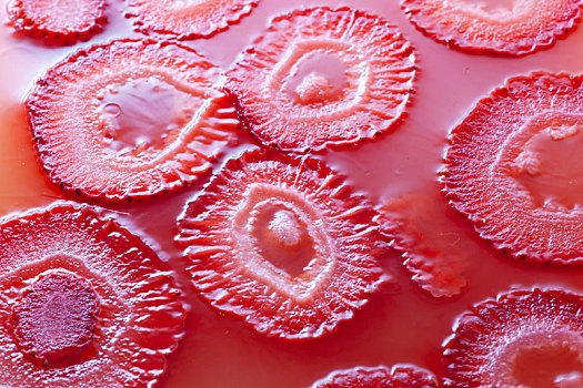 家庭制作的草莓果冻