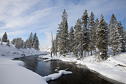 积雪,树,河,冬天,黄石国家公园,怀俄明