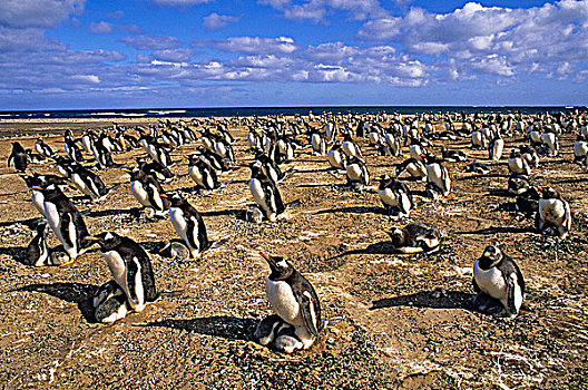 巴布亚企鹅,生物群,海狮,岛屿,福克兰群岛,南方,大西洋