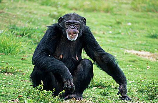 黑猩猩,成年,坐,手臂,室外
