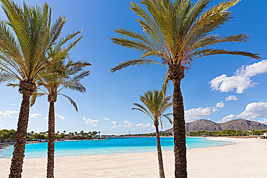 海滩,棕榈树,马略卡岛,巴利阿里群岛,西班牙