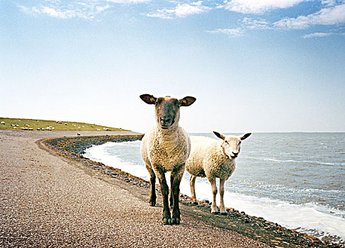 绵羊,北海地区