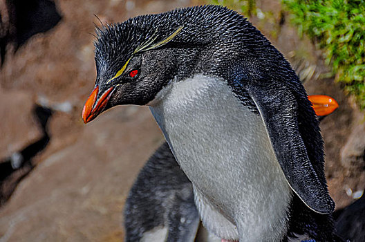 福克兰群岛首都斯坦利岩跳企鹅