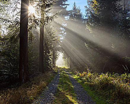 林中小径,晨雾,太阳,光照,奥登瓦尔德,山,黑森州,德国