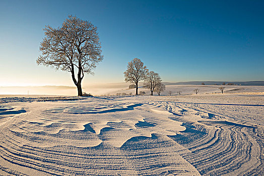 树,冬天,风景,雪,康斯坦茨,地区,巴登符腾堡,德国,欧洲