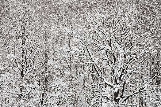 大雪,橡树,桦树,木头,冬天