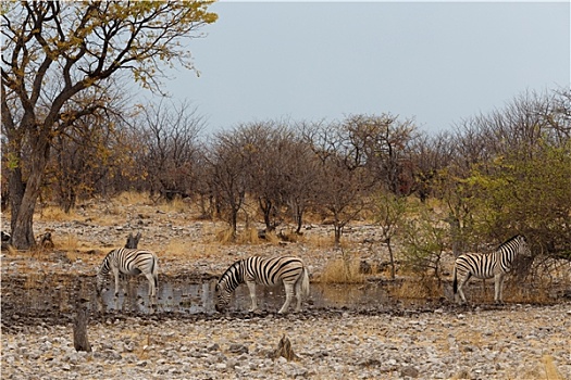 斑马,非洲,灌木