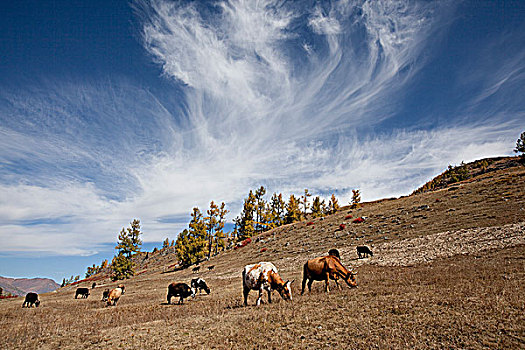 新疆阿勒泰山坡树林和天空的云