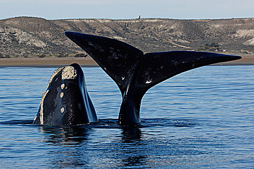 南露脊鲸,幼兽,水面,母亲,瓦尔德斯半岛,阿根廷