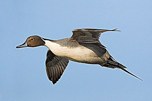 雄性,北方,尖尾鸭,飞行,不列颠哥伦比亚省,加拿大
