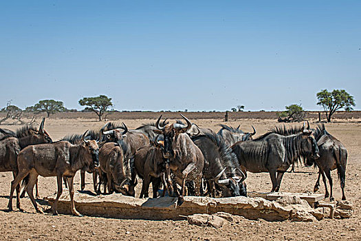 蓝角马,牧群,喝,水潭,卡拉哈迪大羚羊国家公园,北角,南非,非洲