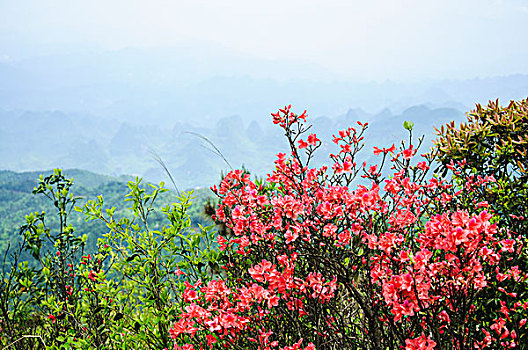 山岭春色