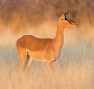 黑脸高角羚,水坑,纳米比亚