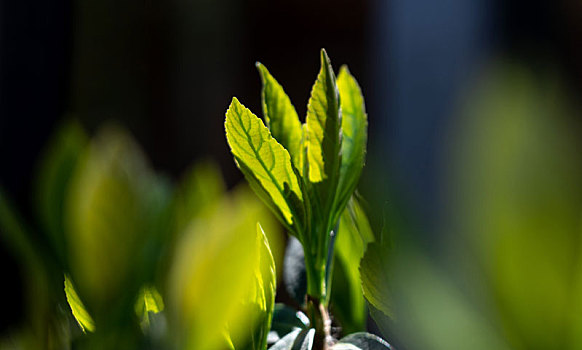 绿色植物嫩芽