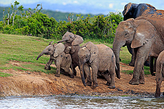 非洲象,牧群,小动物,水坑,阿多大象国家公园,东开普省,南非,非洲