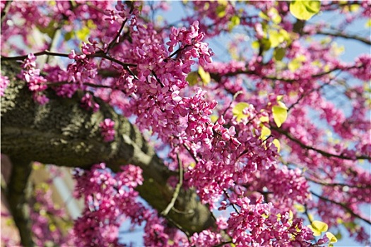 粉花,树,春天