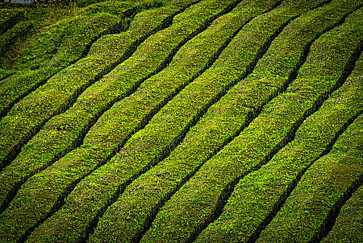 茶,灌木丛,排列,茶园,靠近,胸罩,亚速尔群岛,葡萄牙,欧洲