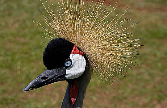 肯尼亚,马赛马拉国家保护区,冠鹤,头像