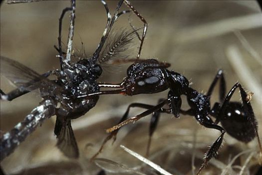 鹿角,蚂蚁,捕食,国家公园,苏拉威西岛,印度尼西亚