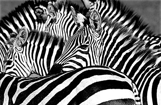 斑马,黑白,东非,坦桑尼亚,恩戈罗恩戈罗火山口