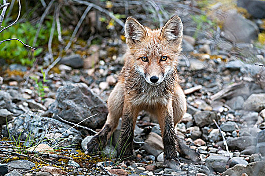 红狐,小动物,站立,德纳利国家公园和自然保护区,室内,阿拉斯加,夏天