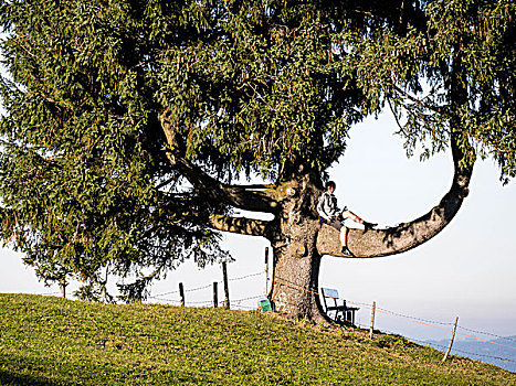 一个,大树,男孩,坐,弯曲,枝条,靠近,巴伐利亚,德国