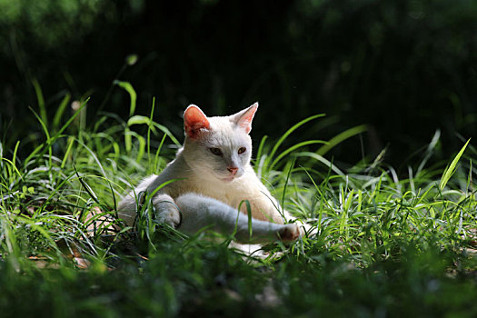 江苏淮安,公园中的流浪猫