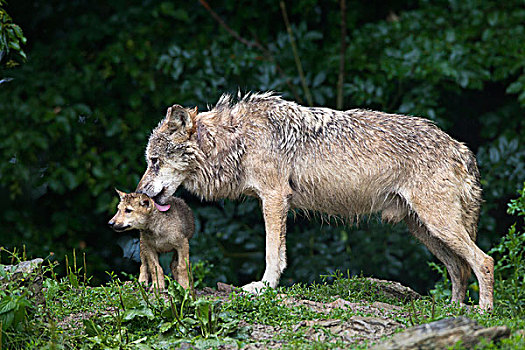 大灰狼,狼,非洲野犬属,成年,幼兽,禁猎区,巴伐利亚,德国