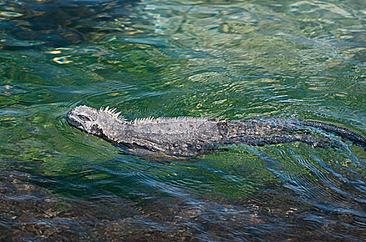 海鬣蜥,游泳,费尔南迪纳岛,加拉帕戈斯群岛,厄瓜多尔