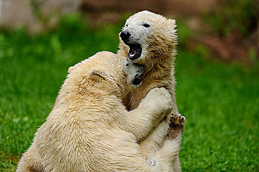 两个,年轻,北极熊,争斗