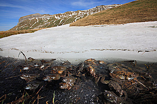 蛙,中国林蛙,群,冰冻,水塘,2000年,阿尔卑斯山,法国