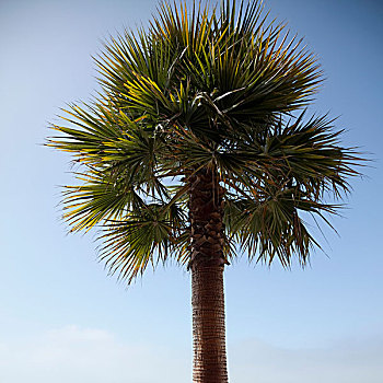 特写,棕榈树