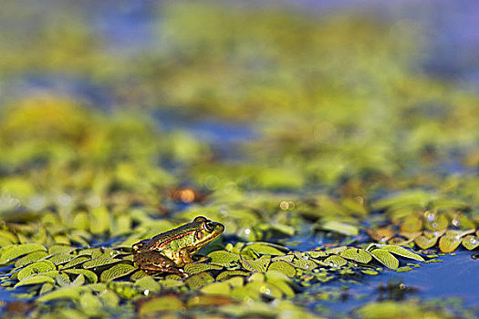 可食,青蛙,虎皮蛙,多瑙河三角洲,叶子,水,游泳,水中,欧洲,东欧,罗马尼亚