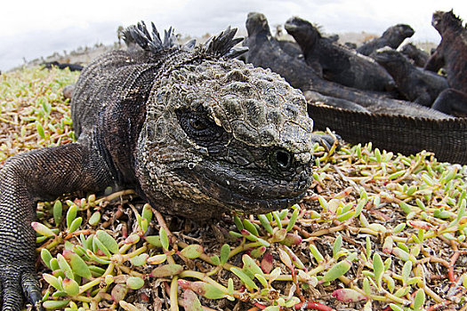 加拉帕戈斯群岛,海鬣蜥