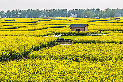 江苏省兴化市垛田油菜花自然生态景观