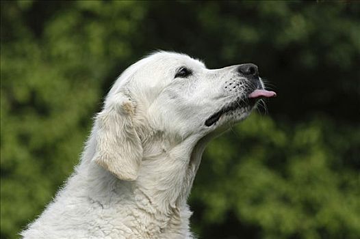 白色,金毛猎犬,母狗,舔,舌头