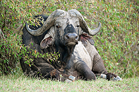 老,非洲水牛,南非水牛,卧,草,马赛马拉国家保护区,肯尼亚,非洲