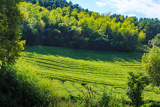 茶园,茶叶,山绿色,竹林