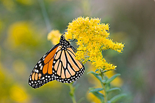 帝王蝴蝶,秋麒麟草属植物,一枝黄花属植物,伊利诺斯,美国
