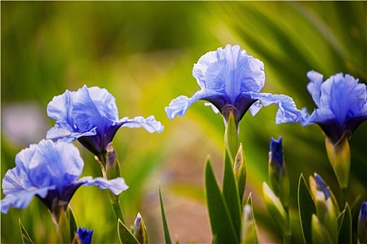 蓝色,鸢尾,花,花园